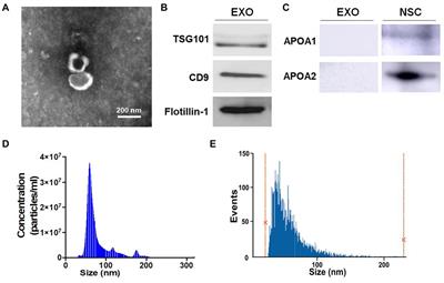 Neural Stem Cell-Derived Exosomes Regulate Neural Stem Cell Differentiation Through miR-9-Hes1 Axis